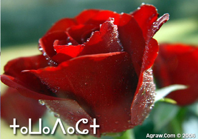 rose